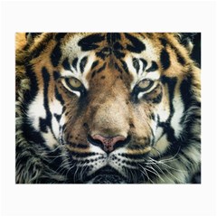 Tiger Bengal Stripes Eyes Close Small Glasses Cloth by BangZart