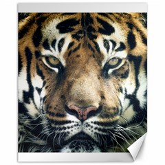 Tiger Bengal Stripes Eyes Close Canvas 11  X 14   by BangZart