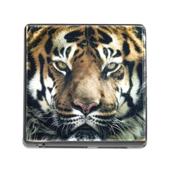 Tiger Bengal Stripes Eyes Close Memory Card Reader (square) by BangZart