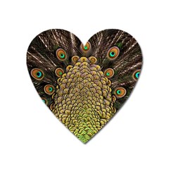 Peacock Feathers Wheel Plumage Heart Magnet by BangZart