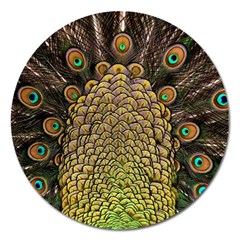 Peacock Feathers Wheel Plumage Magnet 5  (round) by BangZart