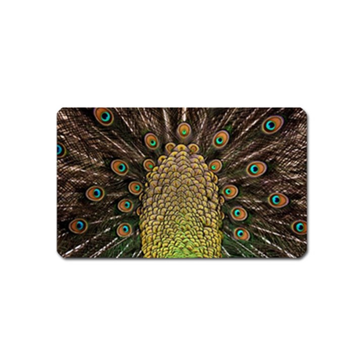 Peacock Feathers Wheel Plumage Magnet (Name Card)