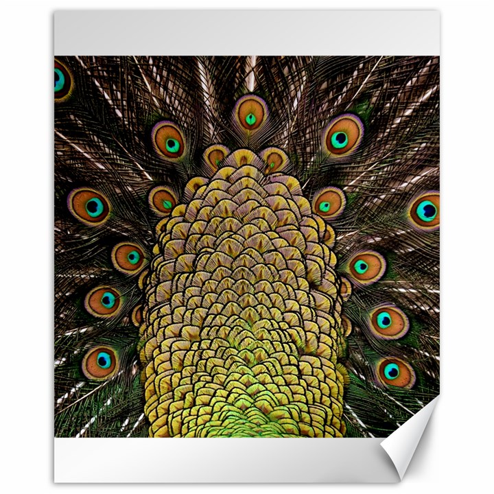 Peacock Feathers Wheel Plumage Canvas 16  x 20  