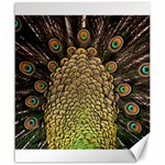 Peacock Feathers Wheel Plumage Canvas 20  x 24   19.57 x23.15  Canvas - 1