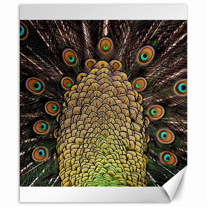 Peacock Feathers Wheel Plumage Canvas 20  x 24  