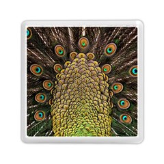 Peacock Feathers Wheel Plumage Memory Card Reader (square)  by BangZart