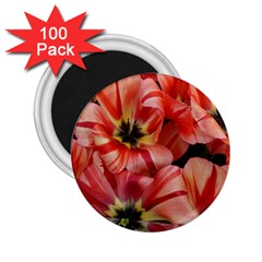 Tulips Flowers Spring 2 25  Magnets (100 Pack)  by BangZart