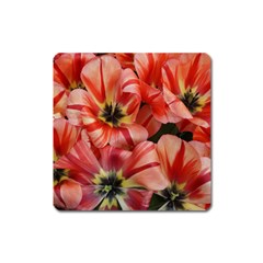 Tulips Flowers Spring Square Magnet by BangZart