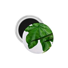 Plant Berry Leaves Green Flower 1 75  Magnets by BangZart