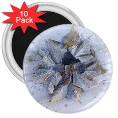 Winter Frost Ice Sheet Leaves 3  Magnets (10 Pack) 