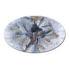 Winter Frost Ice Sheet Leaves Oval Magnet