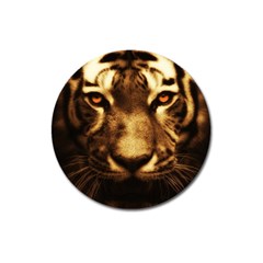 Cat Tiger Animal Wildlife Wild Magnet 3  (round) by Celenk