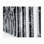 Row Trees Nature Birch Small Glasses Cloth Front