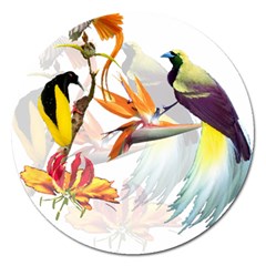 Birds Of Paradise Magnet 5  (round) by TKKdesignsCo