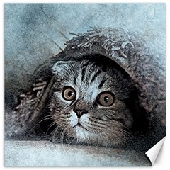 Cat Pet Art Abstract Vintage Canvas 12  X 12   by Celenk