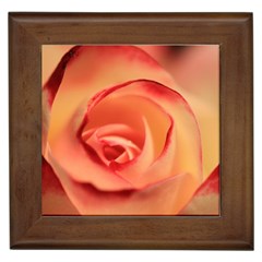 Rose Orange Rose Blossom Bloom Framed Tiles by Celenk