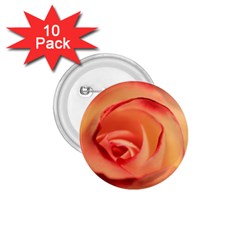 Rose Orange Rose Blossom Bloom 1 75  Buttons (10 Pack) by Celenk