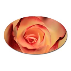 Rose Orange Rose Blossom Bloom Oval Magnet by Celenk