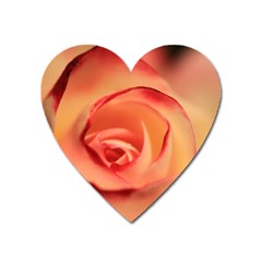 Rose Orange Rose Blossom Bloom Heart Magnet by Celenk