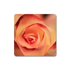 Rose Orange Rose Blossom Bloom Square Magnet by Celenk