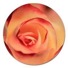 Rose Orange Rose Blossom Bloom Magnet 5  (round) by Celenk