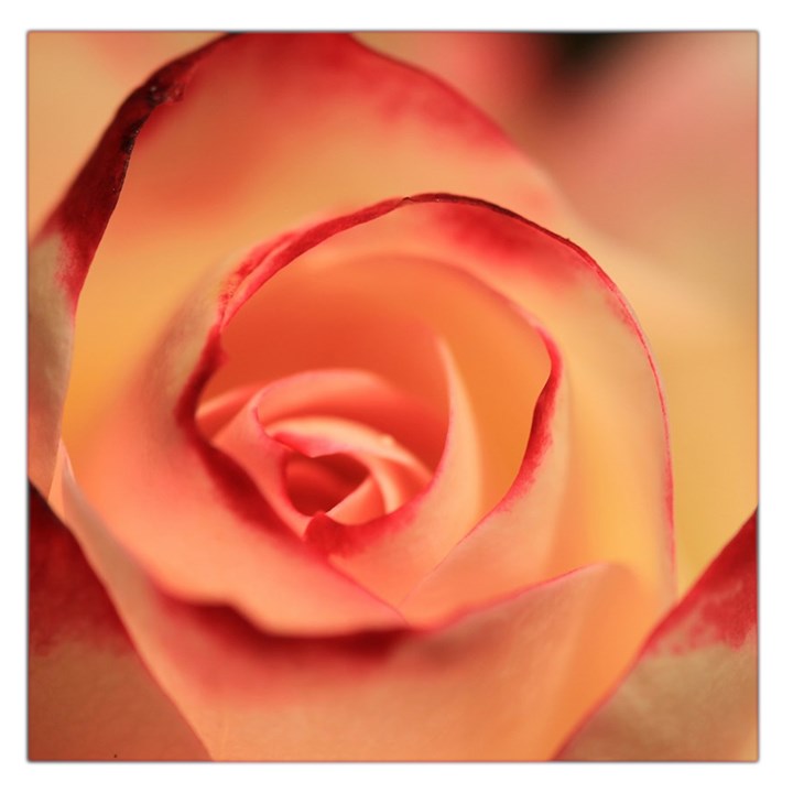 Rose Orange Rose Blossom Bloom Large Satin Scarf (Square)