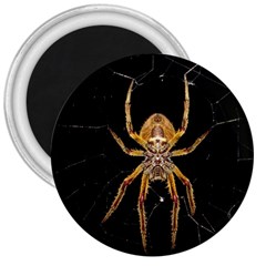 Nsect Macro Spider Colombia 3  Magnets by Celenk