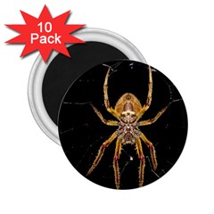 Nsect Macro Spider Colombia 2 25  Magnets (10 Pack) 