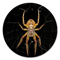 Nsect Macro Spider Colombia Magnet 5  (round) by Celenk