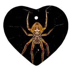 Nsect Macro Spider Colombia Heart Ornament (two Sides) by Celenk