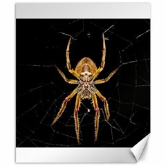 Nsect Macro Spider Colombia Canvas 8  X 10  by Celenk