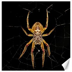 Nsect Macro Spider Colombia Canvas 12  X 12   by Celenk