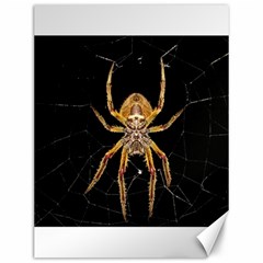 Nsect Macro Spider Colombia Canvas 12  X 16   by Celenk