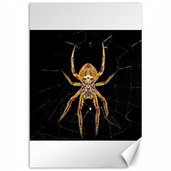 Nsect Macro Spider Colombia Canvas 12  X 18   by Celenk