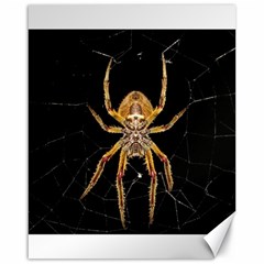 Nsect Macro Spider Colombia Canvas 16  X 20   by Celenk