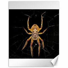 Nsect Macro Spider Colombia Canvas 18  X 24   by Celenk