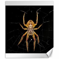 Nsect Macro Spider Colombia Canvas 20  X 24   by Celenk