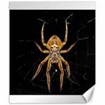 Nsect Macro Spider Colombia Canvas 20  x 24   19.57 x23.15  Canvas - 1