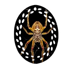 Nsect Macro Spider Colombia Oval Filigree Ornament (two Sides) by Celenk