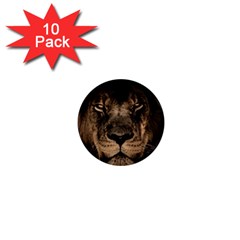 African Lion Mane Close Eyes 1  Mini Magnet (10 Pack)  by Celenk