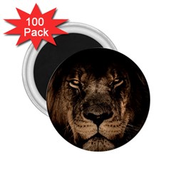 African Lion Mane Close Eyes 2 25  Magnets (100 Pack)  by Celenk