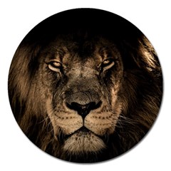 African Lion Mane Close Eyes Magnet 5  (round)