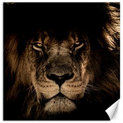 African Lion Mane Close Eyes Canvas 20  X 20   by Celenk