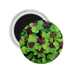 Luck Klee Lucky Clover Vierblattrig 2 25  Magnets by Celenk