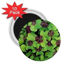 Luck Klee Lucky Clover Vierblattrig 2 25  Magnets (10 Pack)  by Celenk