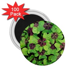 Luck Klee Lucky Clover Vierblattrig 2 25  Magnets (100 Pack)  by Celenk