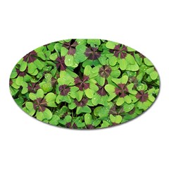 Luck Klee Lucky Clover Vierblattrig Oval Magnet by Celenk