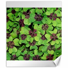 Luck Klee Lucky Clover Vierblattrig Canvas 8  X 10  by Celenk