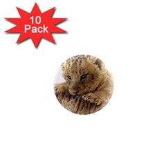 Lion Cub Close Cute Eyes Lookout 1  Mini Magnet (10 Pack)  by Celenk