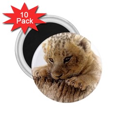 Lion Cub Close Cute Eyes Lookout 2 25  Magnets (10 Pack)  by Celenk